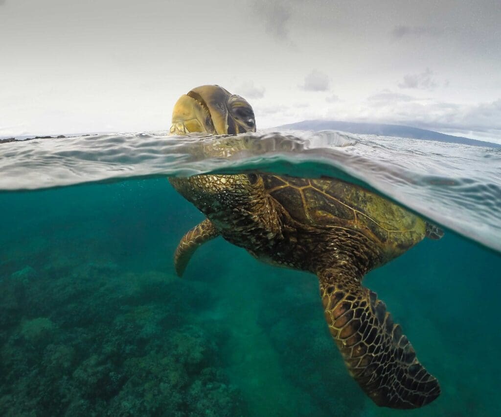 A happy honu, honu cuisine. Private Chef. Maui. Hawaii. Fresh, Local.